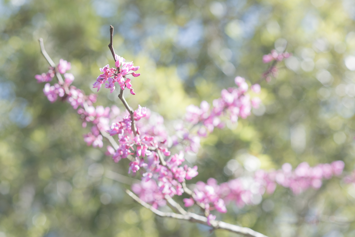 68.365.2018 Redbud in Bloom