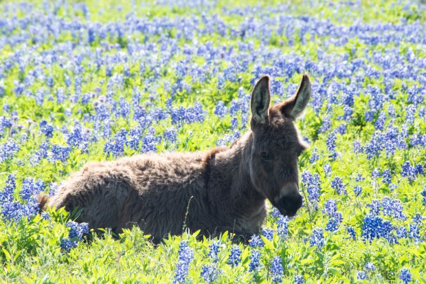 Bluebonnets-42