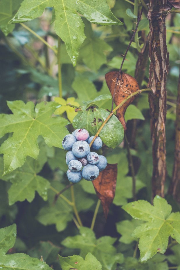 blueberry-36