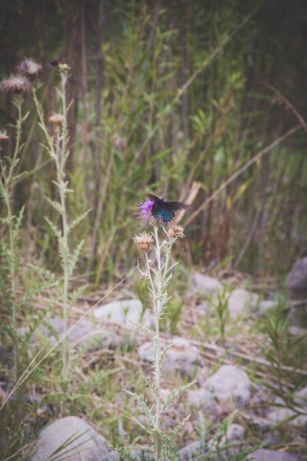 187.365.2018 Pollinators