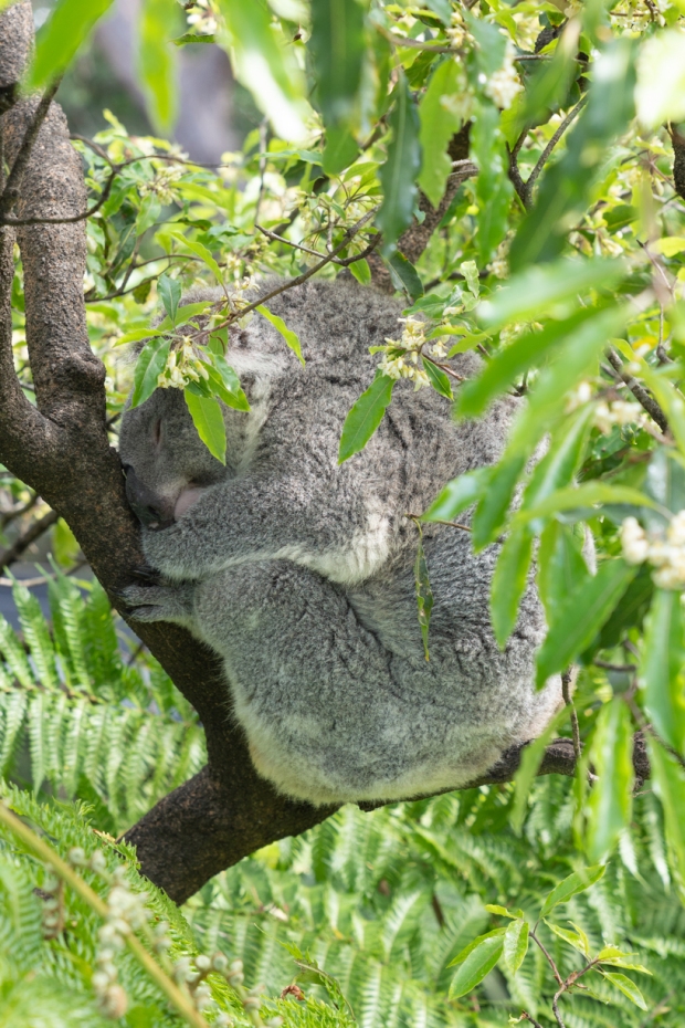 274.365.2018 Koala at the Taronga Zoo, Sydney