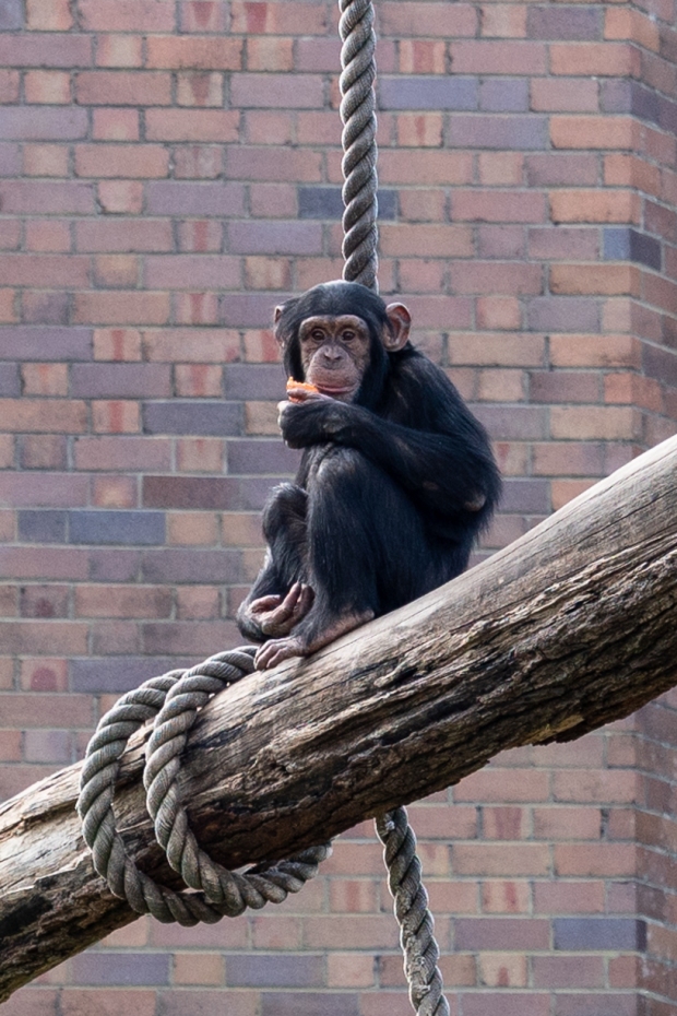 275.365.2018 Young monkey at the Taronga Zoo, Sydney