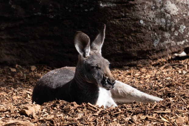 278.365.2018 Kangaroo at the Taronga Zoo, Sydney