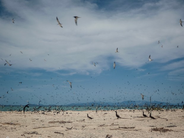 286.365.2018 Bird in Flight at Michaelmas Cay, Great Barrier Reef, Cairns, Australia